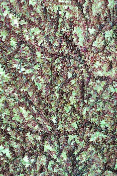 N 194A